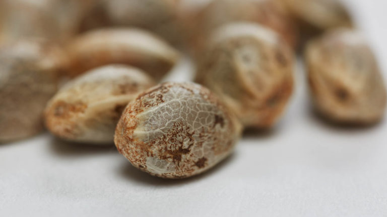 cannabis seeds