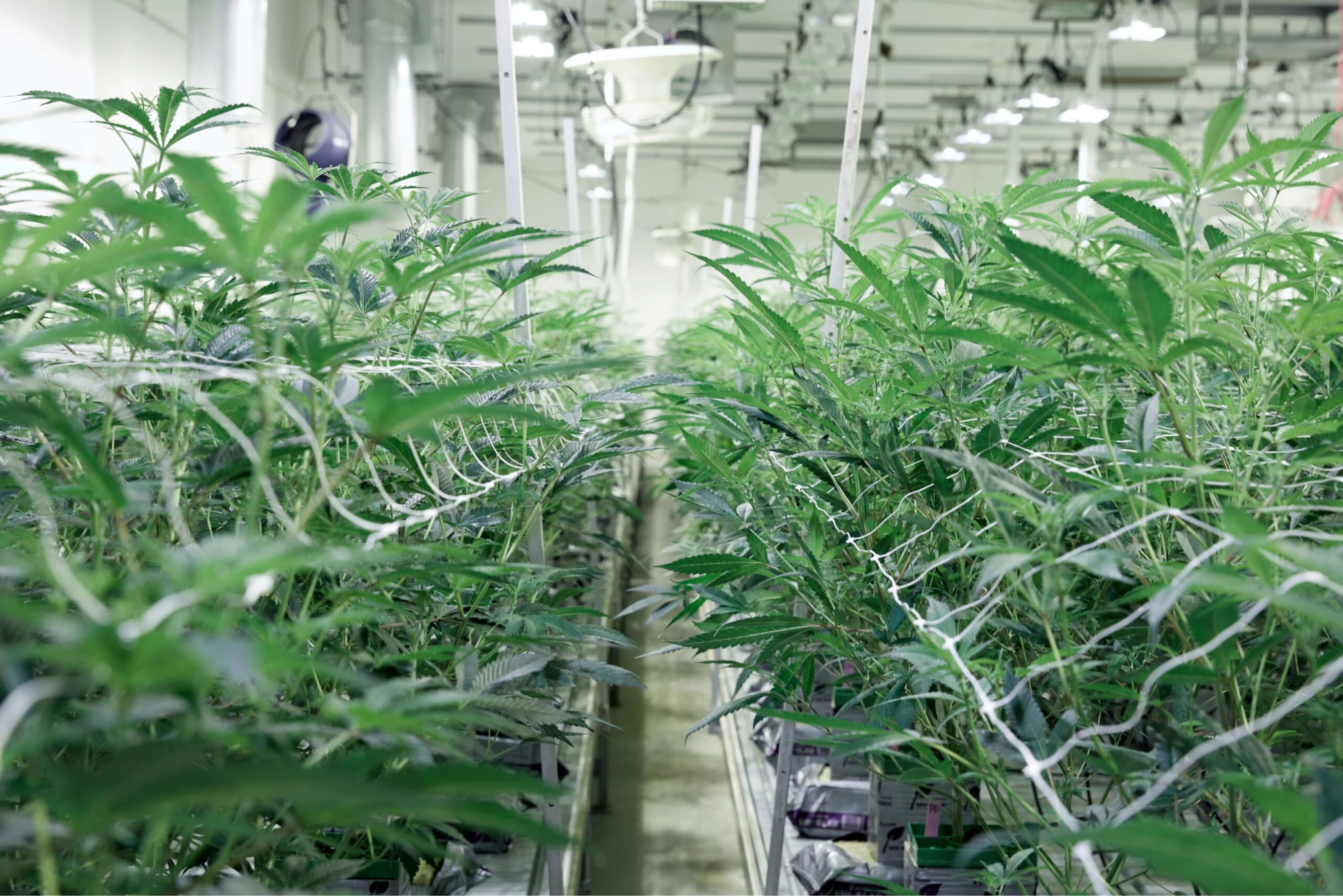 Cannabis grow operation