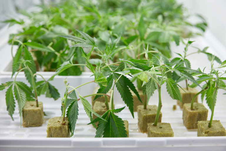 Cannabis clones