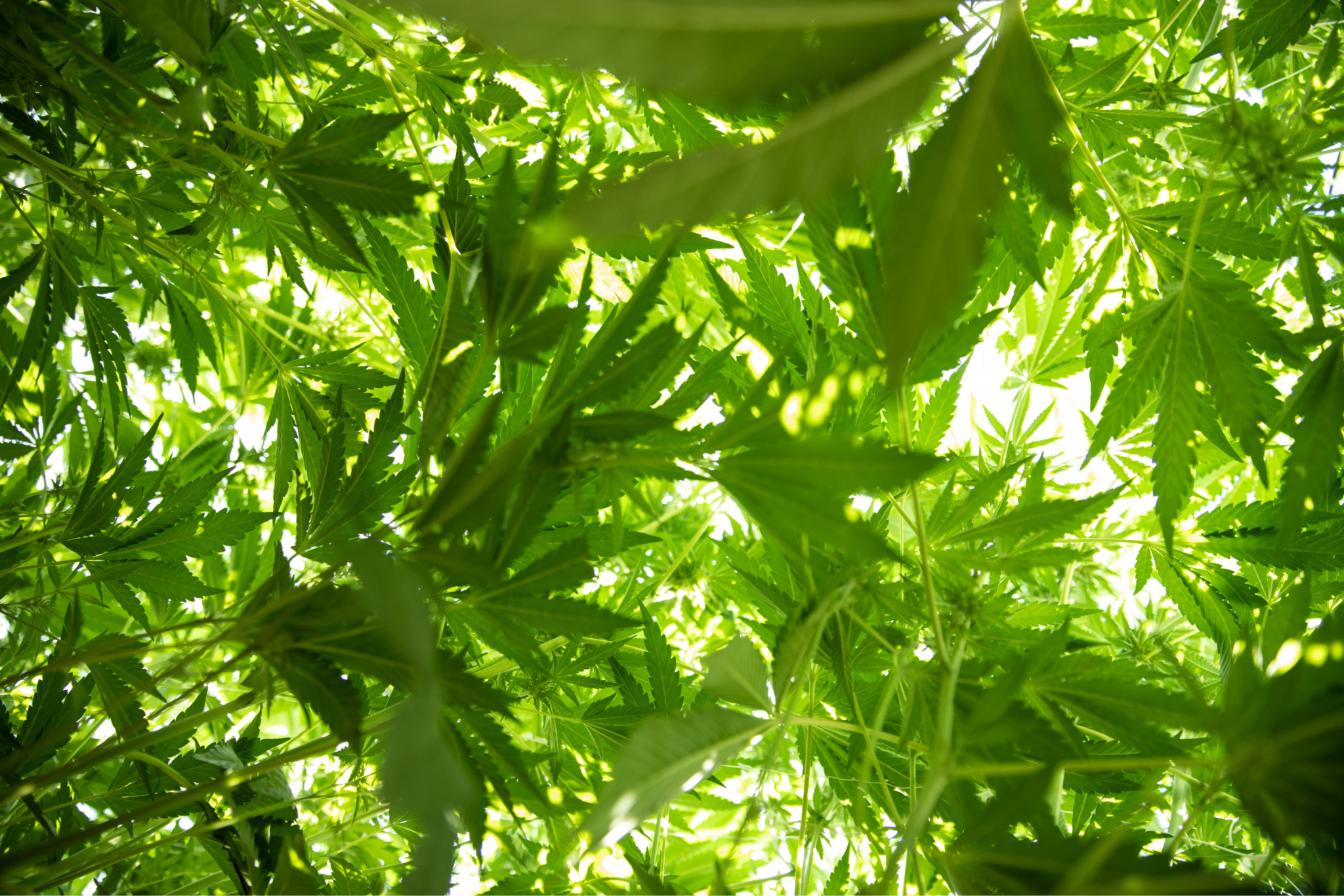 Cannabis growing in natural sunlight