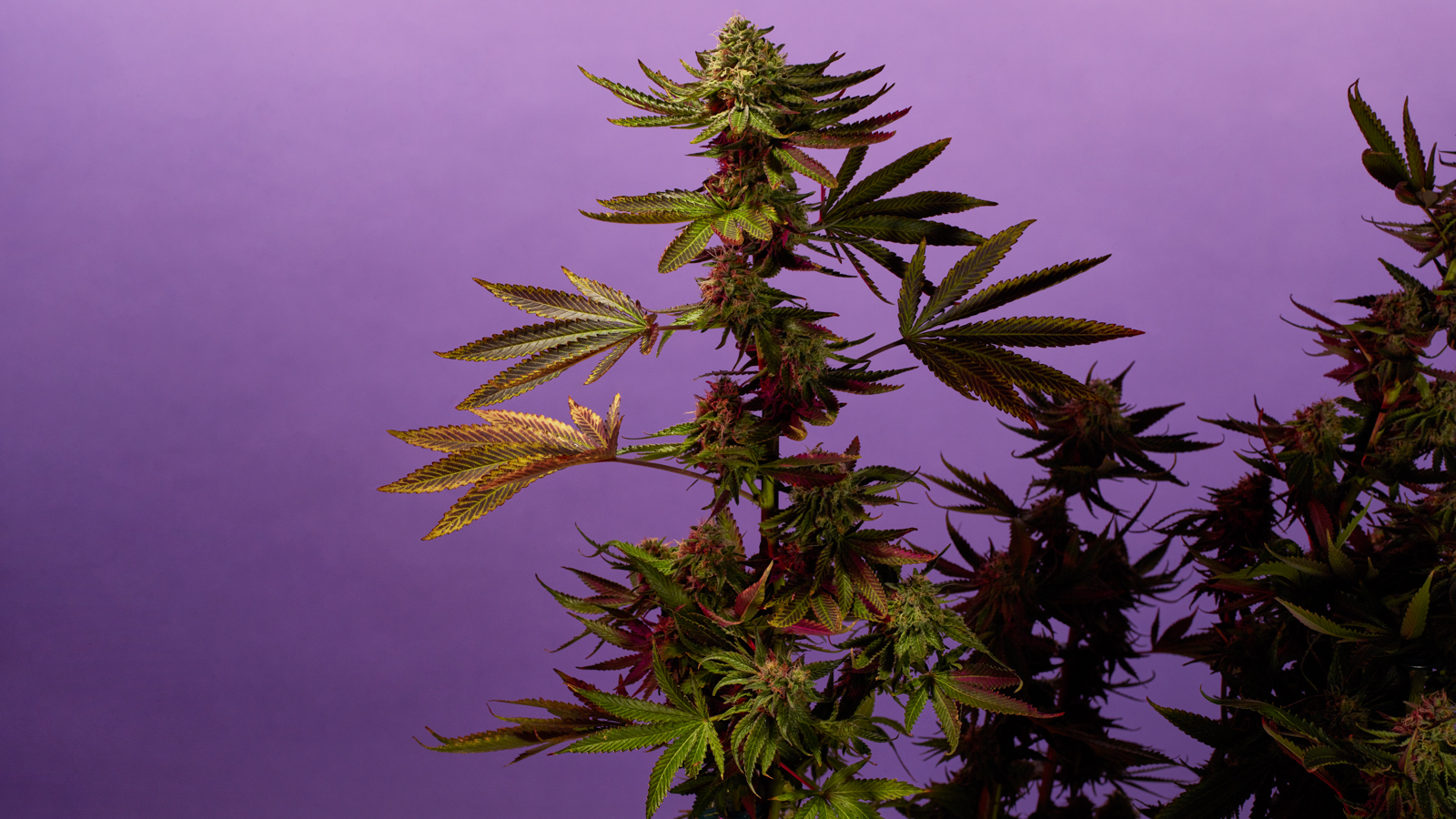 Flowering cannabis plant