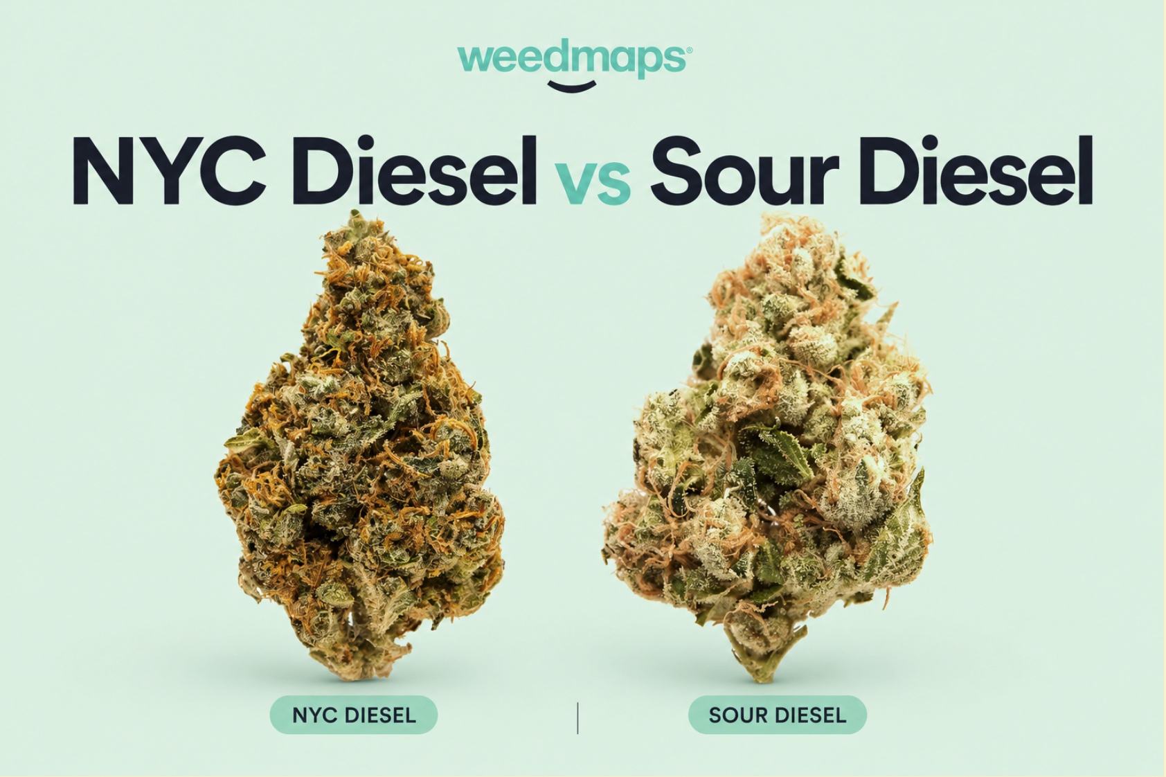 NYC Diesel flower vs Sour Diesel flower