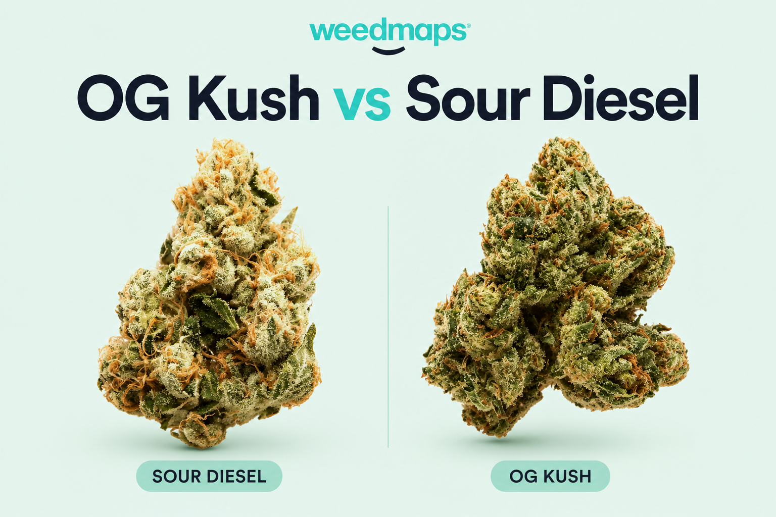 OG Kush vs Sour Diesel