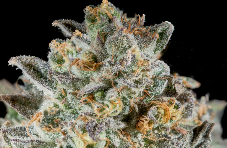 Weed with orange hairs