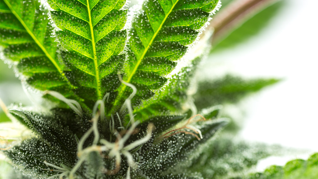 Weed leaf smells
