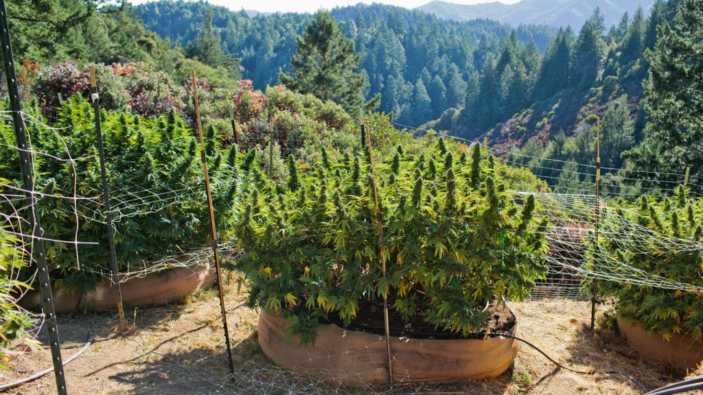 How The Emerald Triangle Became A Seed Bank