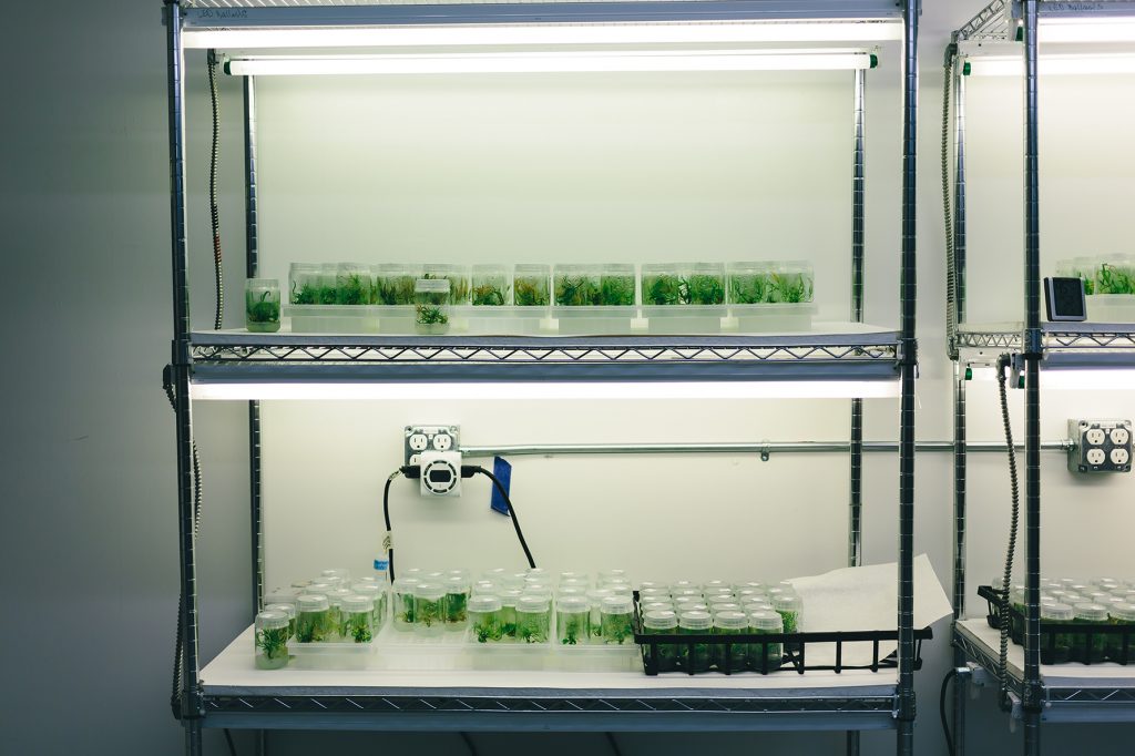 Cannabis Tissue Cultures at Cultivar Syndicate. Photo courtesy of Oleg Zharsky.