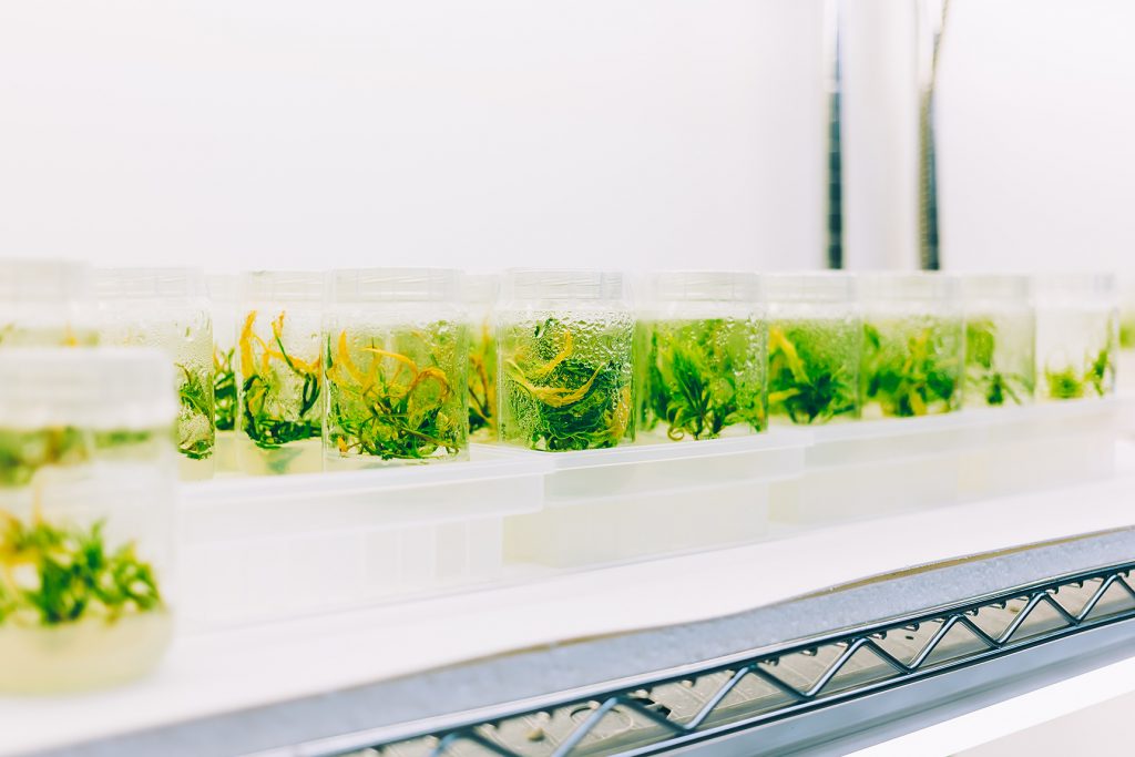 A full shelf of cannabis tissue culture samples at Cultivar Syndicate. Photo courtesy of Oleg Zharsky. 