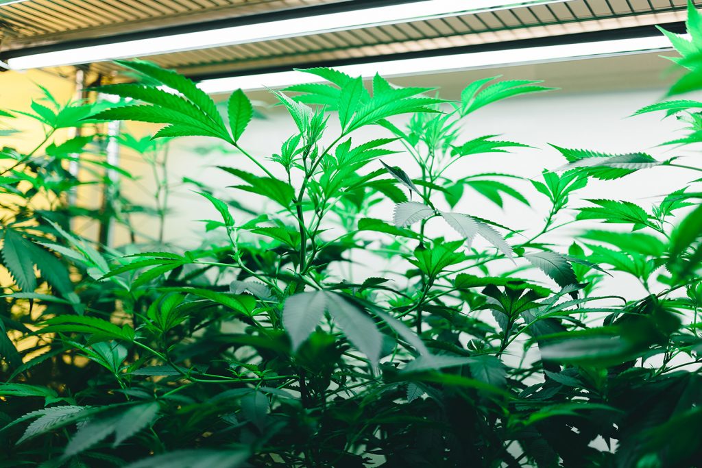 Veg plants at Cultivar Syndicate. Photo courtesy of Oleg Zharsky.