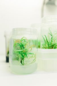 Cannabis Tissue Culture lab at Cultivar Syndicate. Photo courtesy of Oleg Zharksy.