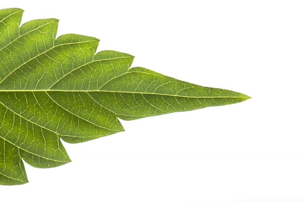 Detail of a cannabis leaf. Photo courtesy of Allie Beckett.