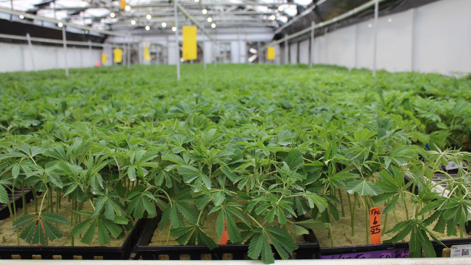 Dark Heart Nursery Where And How To Buy Clones