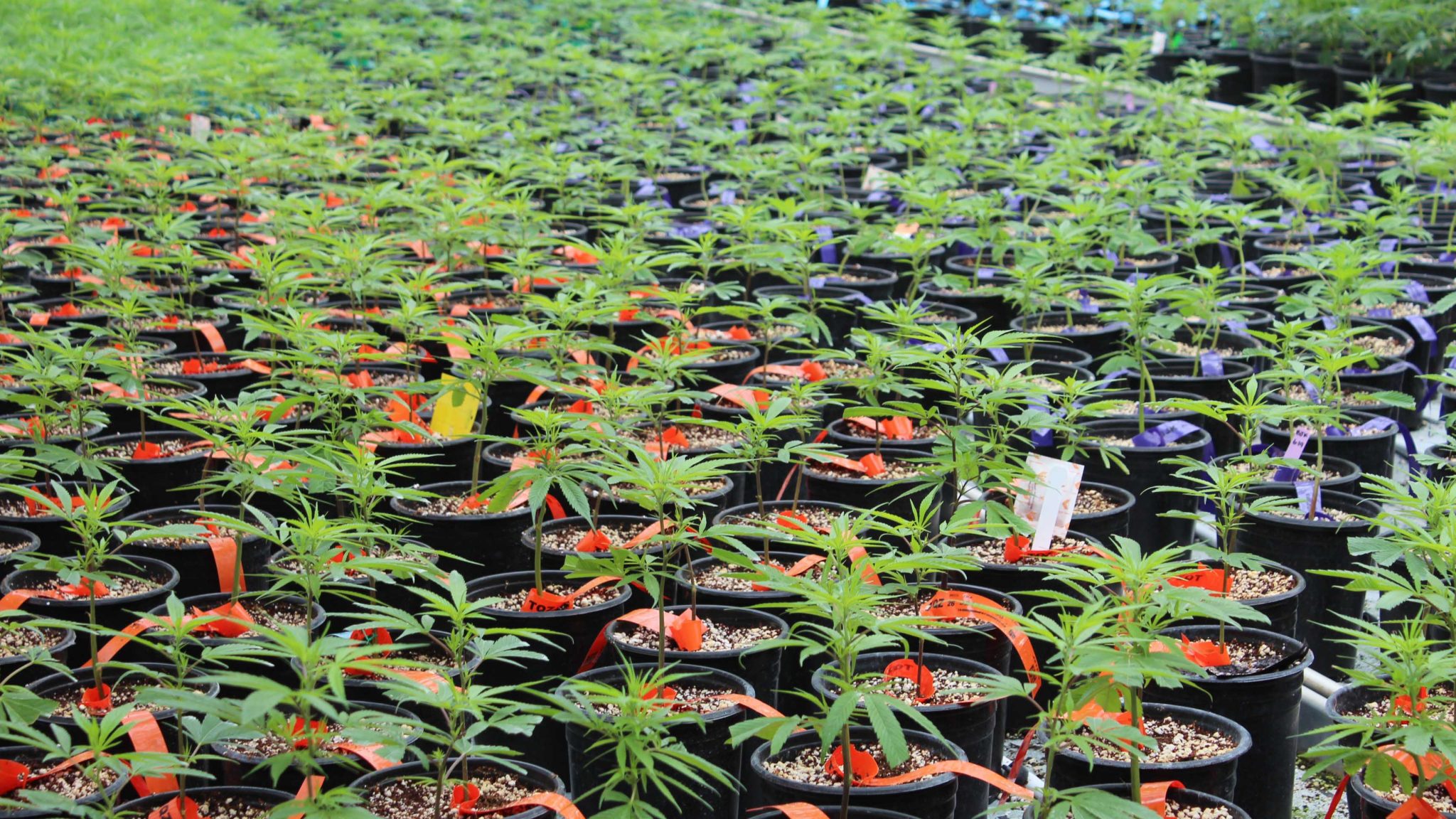 Dark Heart Nursery Where And How To Buy Clones