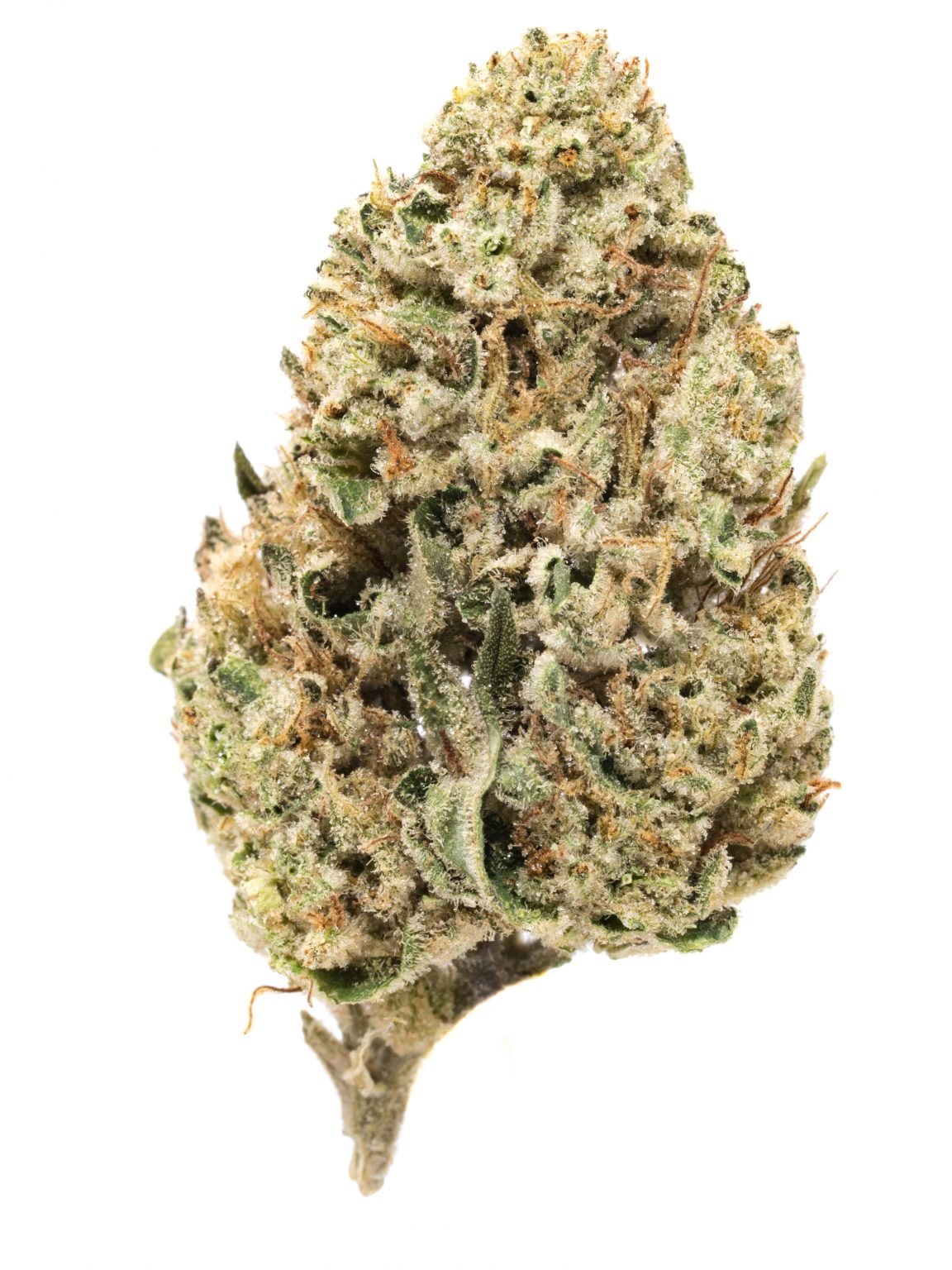 High THC Strains 10 Highest THC Cannabis Strains