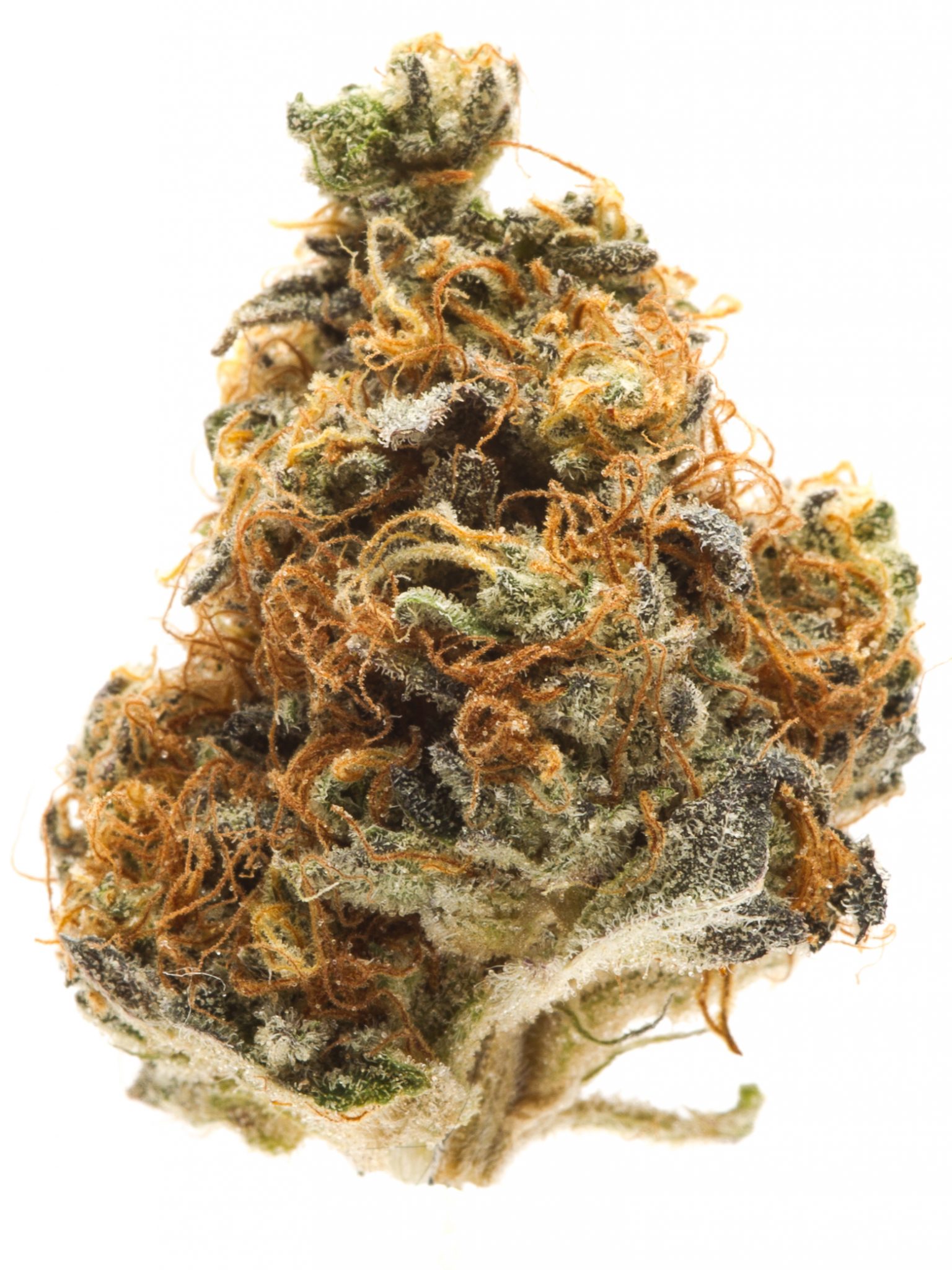8 cannabis strains that excite awardwinning growers LaptrinhX / News