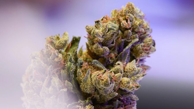 cannabis strains