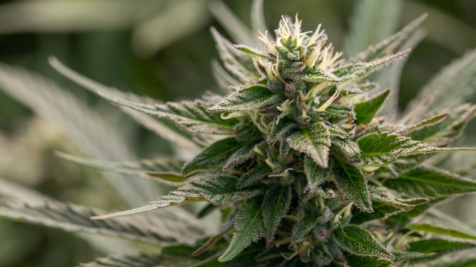 What is craft cannabis