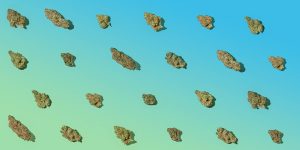 Weed nugs on a blue/green background