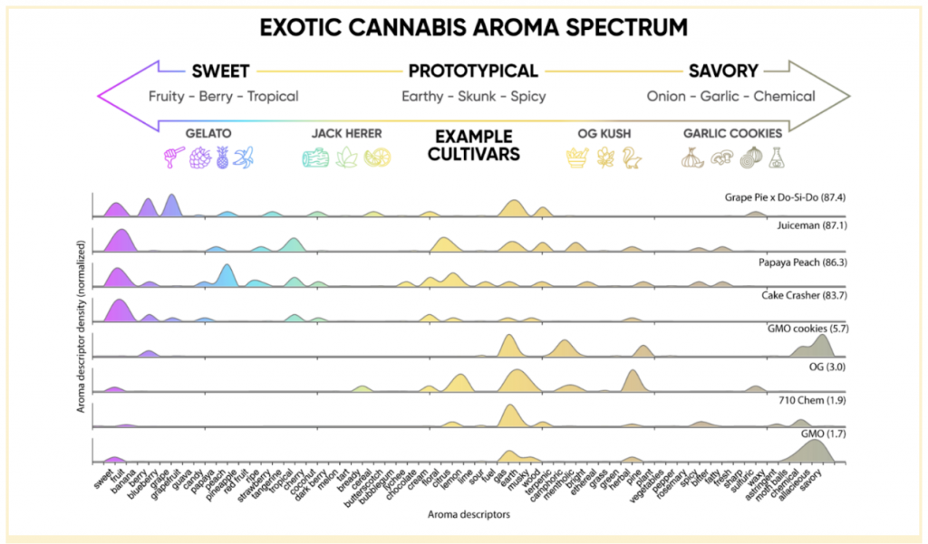 Graphic of cannabis aromas