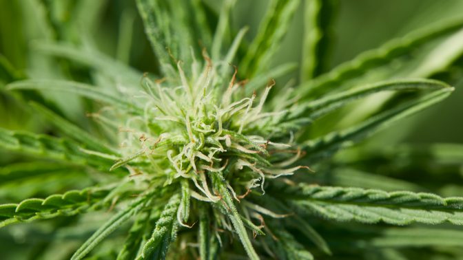 Outdoor grown cannabis
