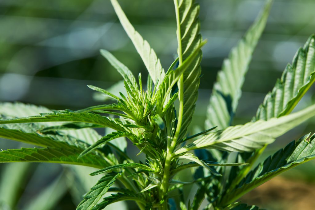 Sanoma Farms outdoor grown cannabis