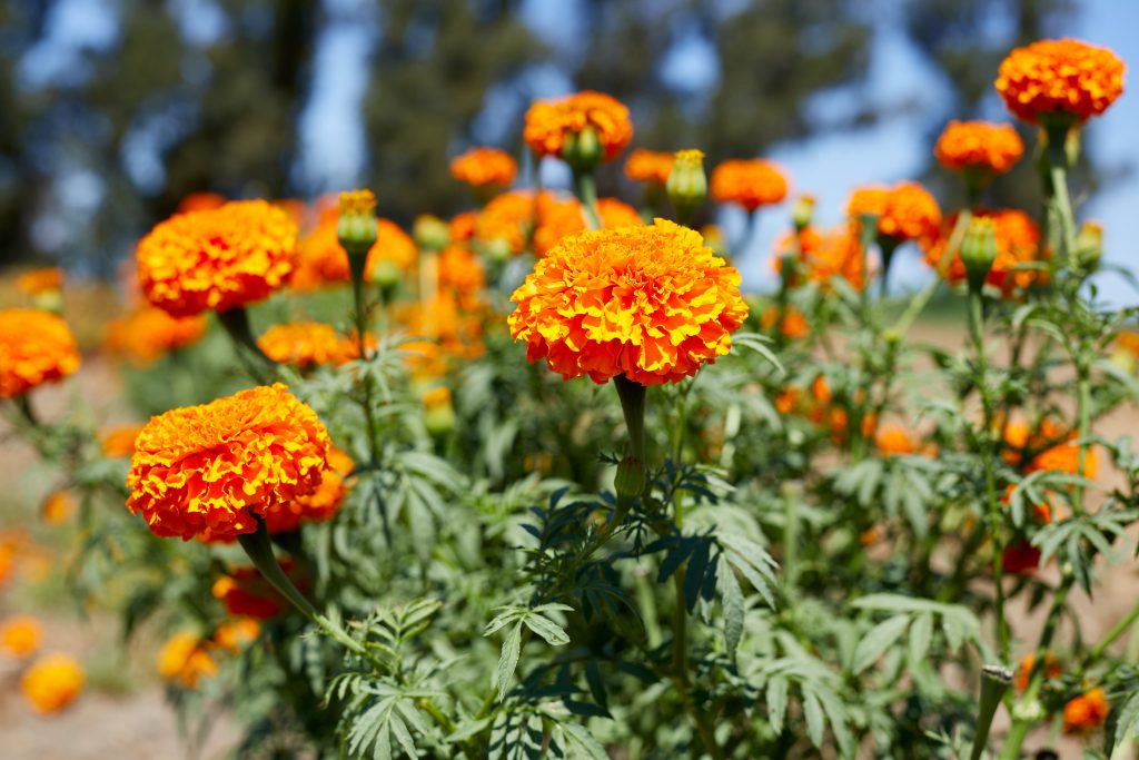 Orange flowers at Sonoma Hills Farm