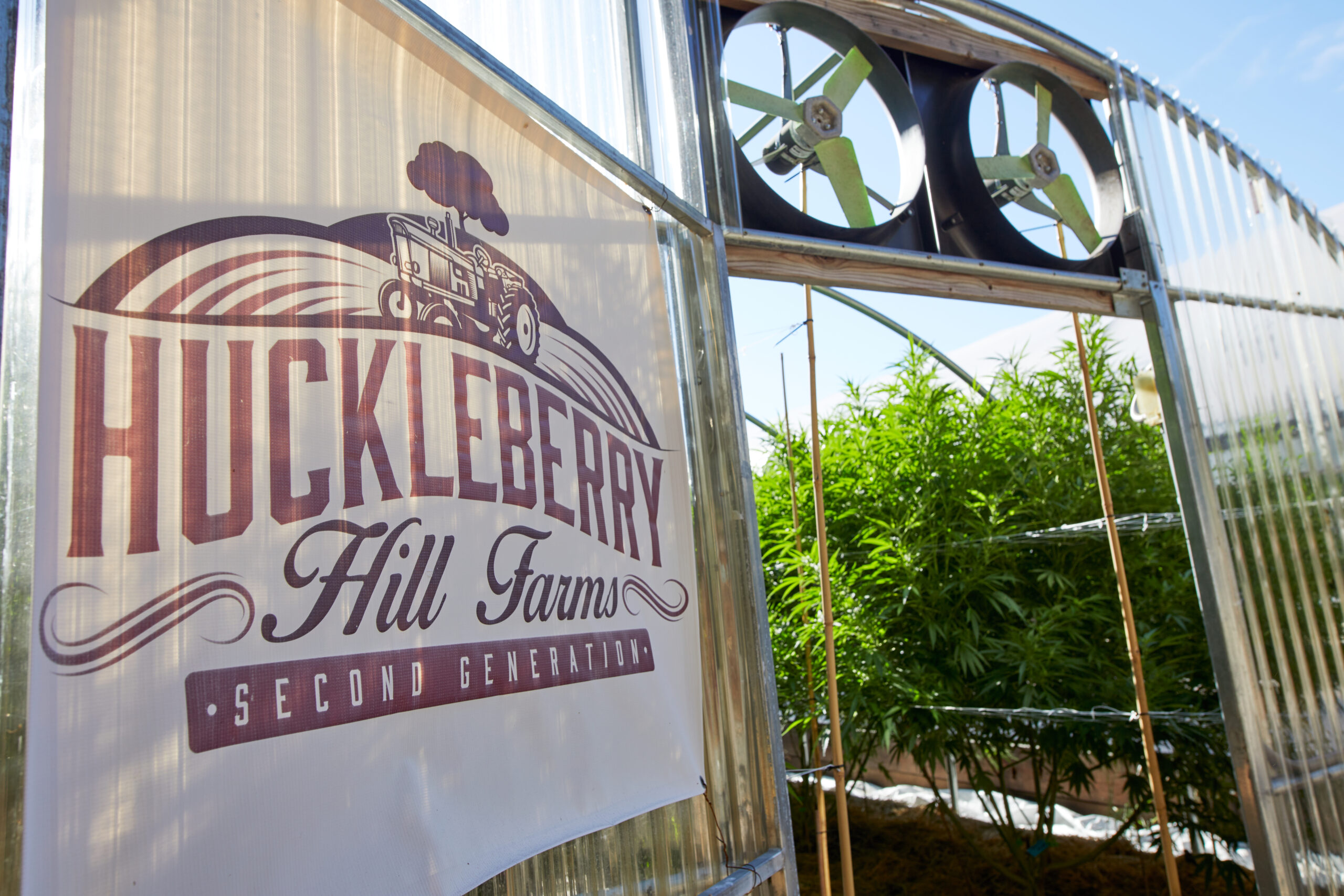 Huckleberry Hill Farms and the history of the Whitethorn Rose cannabis strain