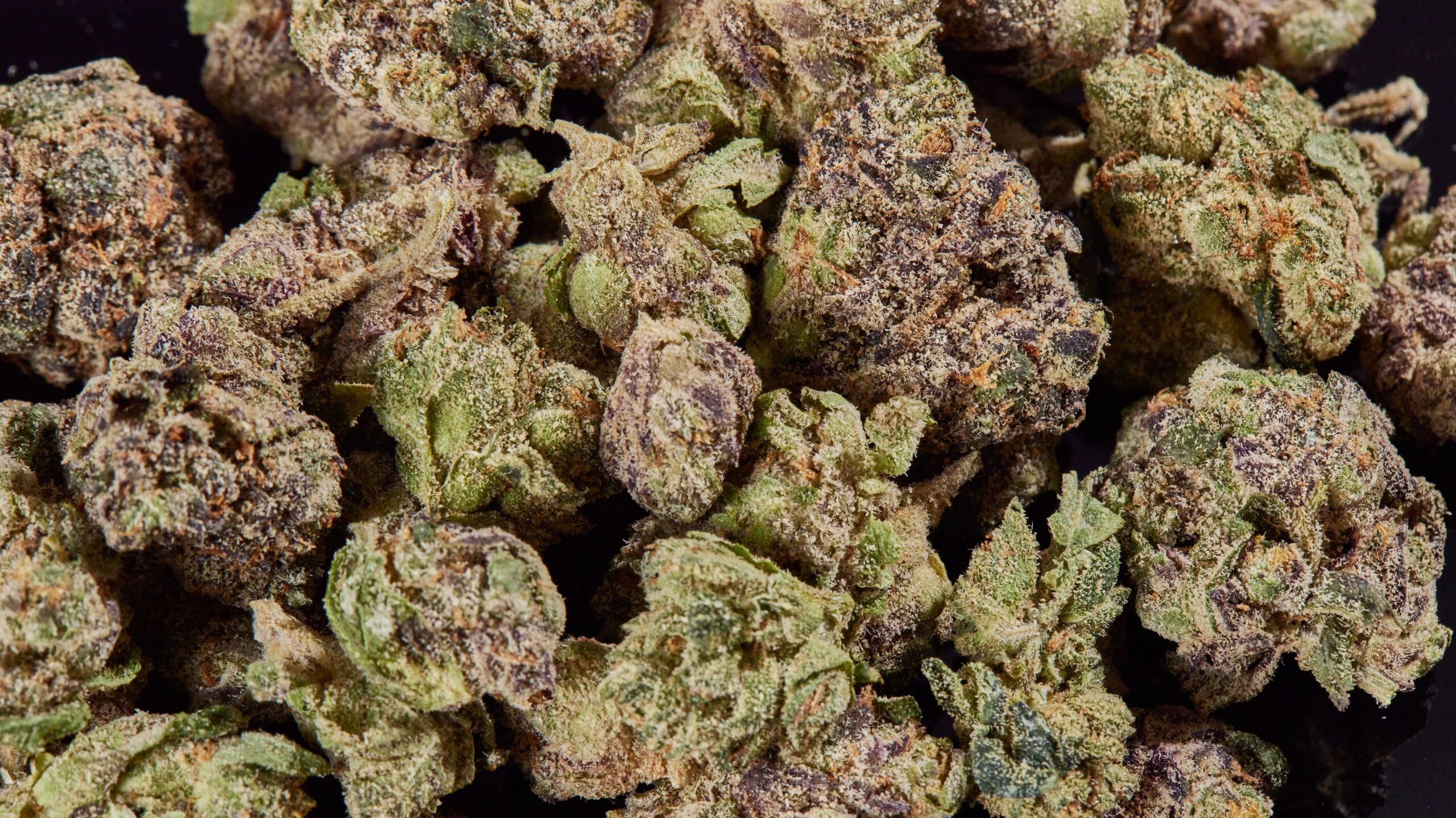 Closeup on pile of cannabis nugs.