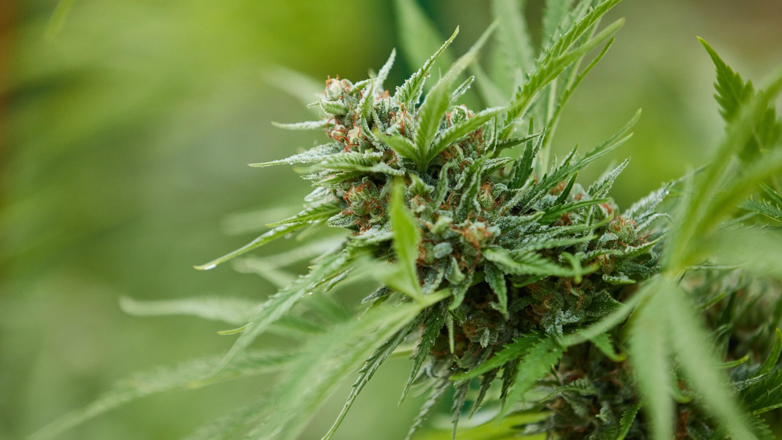 Outdoor grown cannabis plant at Swami Select farm.