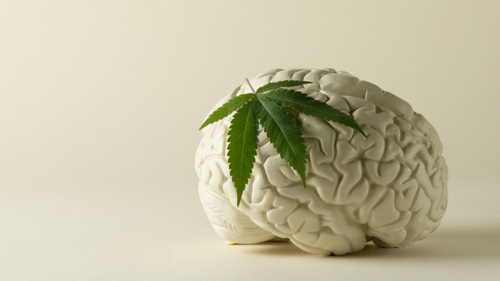 Cannabis leaf on white brain on white background.