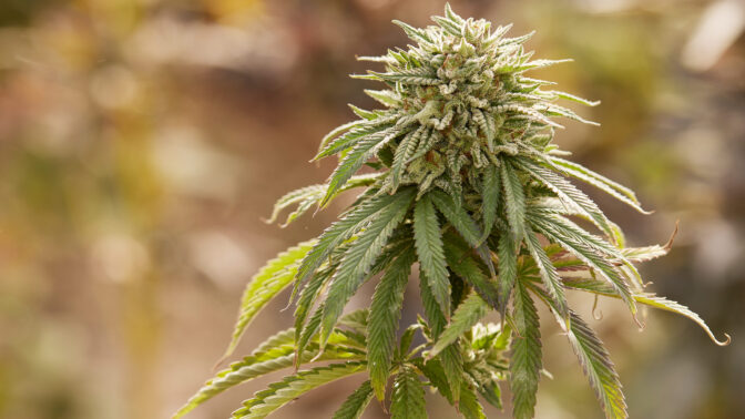 Sungrown cannabis plant from Sunboldt Farm.