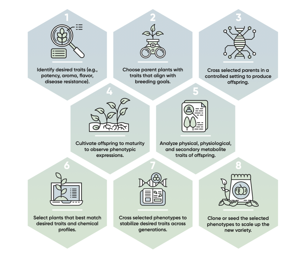 Graphic depicting the steps of hunting for phenotypes. 