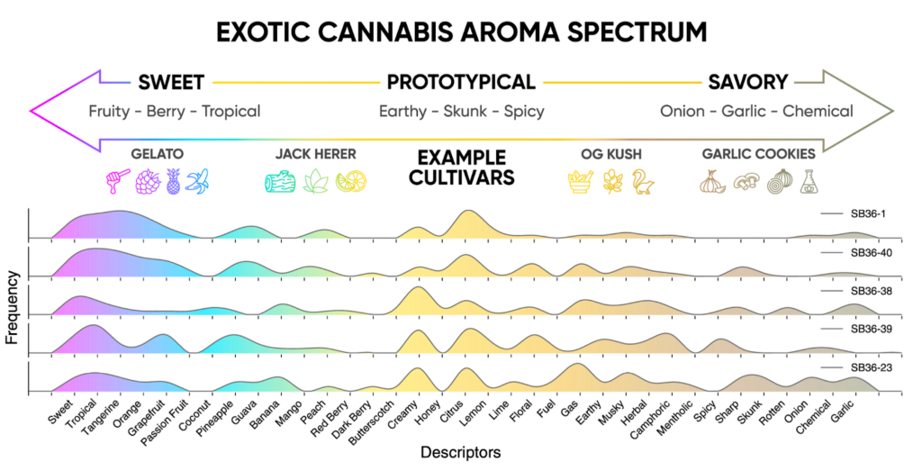 Graphic showing cannabis aroma spectrum from sweet to savory.